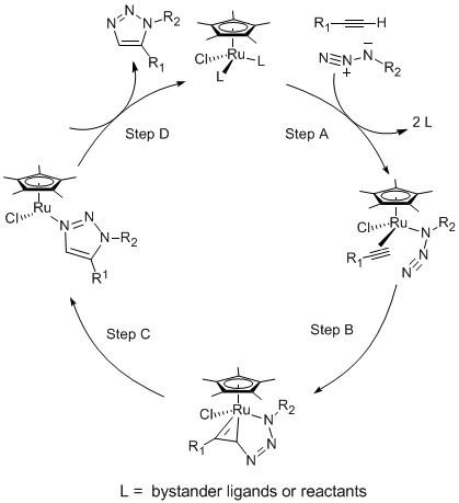 Scheme 1. Key intermediates in the RuAAC catalytic cycle.