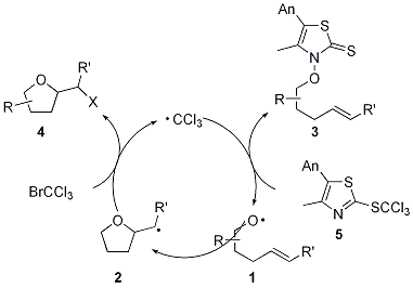 Figure 5.





Radical chain mechanism for synthesis of target compounds according to the thiohydroxamate method, exemplified by the use of BrCCl3 as mediator (R = alkyl, phenyl, acyloxy; R' = hydrogen, alkyl, phenyl).,
